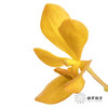 兰花 | 千代兰橙色 商品缩略图0