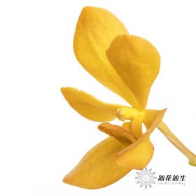 兰花 | 千代兰橙色