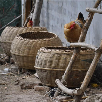 临泉农家散养土鸡蛋柴鸡蛋新鲜现捡鸡蛋 商品图2