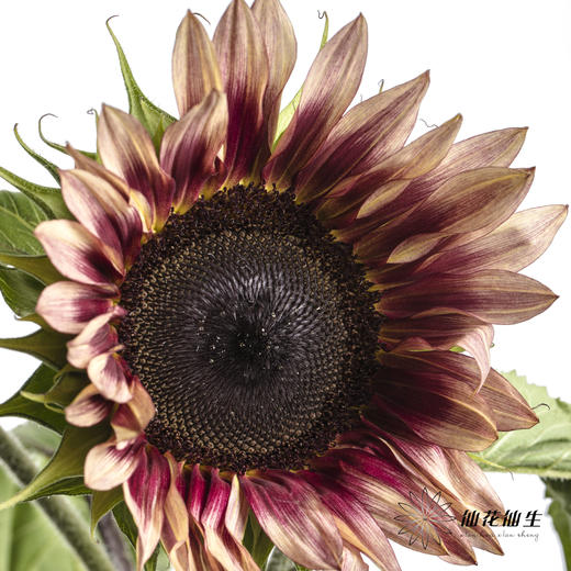 向日葵 | 油画 商品图5