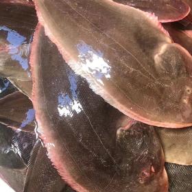 【野生幼鳞大龙利鱼】野生海捕，肉厚刺少，营养护眼，鱼鳞细小，肉质更细腻，帮杀好