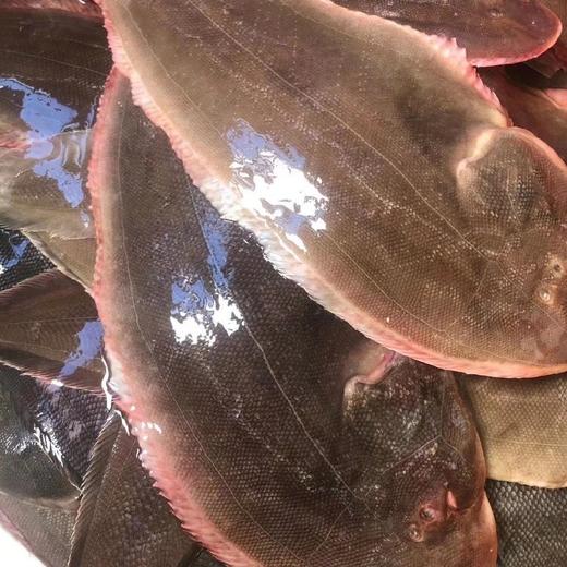 【野生幼鳞大龙利鱼】野生海捕，肉厚刺少，营养护眼，鱼鳞细小，肉质更细腻，帮杀好 商品图0