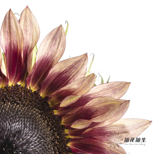 向日葵 | 油画 商品图6