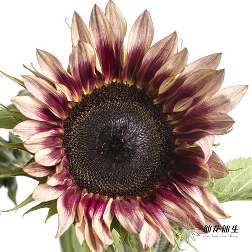 向日葵 | 油画 商品图0