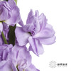 配花 | 紫罗兰浅紫(季节原因,把头较小.介意慎拍) 商品缩略图2