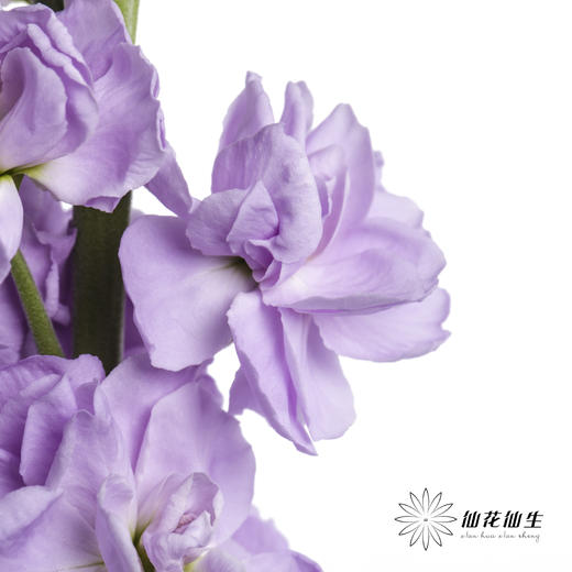 配花 | 紫罗兰浅紫(季节原因,把头较小.介意慎拍) 商品图2