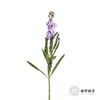 配花 | 紫罗兰浅紫(季节原因,把头较小.介意慎拍) 商品缩略图5