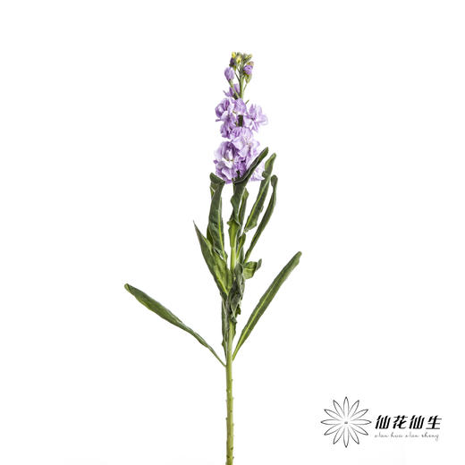 配花 | 紫罗兰浅紫(季节原因,把头较小.介意慎拍) 商品图5