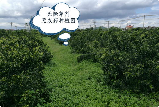 2023年新会小青柑普茶勐海熟普小青柑普茶越陈越香 商品图7