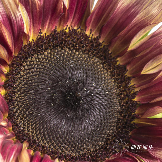 向日葵 | 油画 商品图4