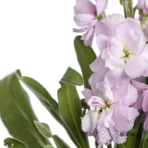 配花 | 紫罗兰粉色(季节原因,把头较小.介意慎拍) 商品图1