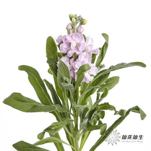 配花 | 紫罗兰粉色(季节原因,把头较小.介意慎拍) 商品图4