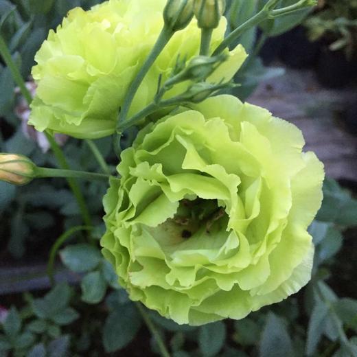 ycpp洋桔梗翠绿08kg左右a级