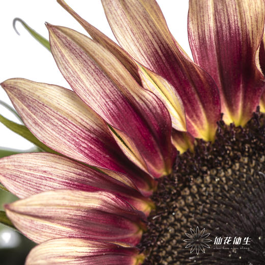 向日葵 | 油画 商品图8