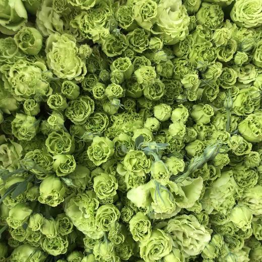 ycpp洋桔梗翠绿08kg左右a级