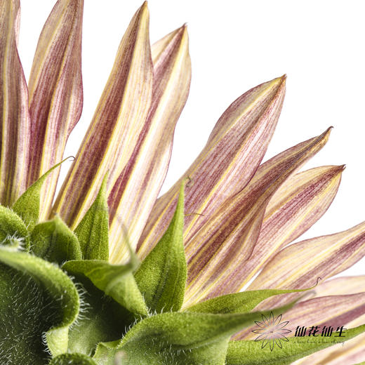 向日葵 | 油画 商品图7