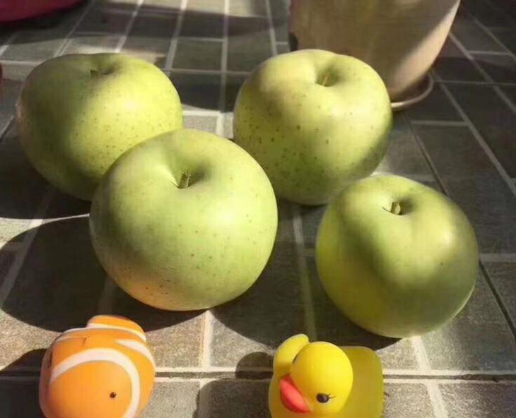 5/斤】新疆王林苹果 - sekaiichi千鲜