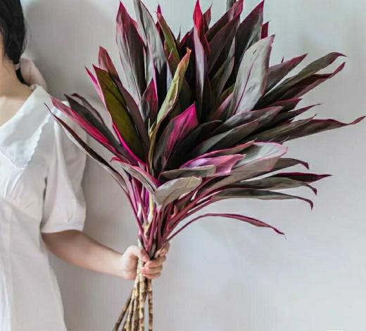 【红红火火红朱焦.第二件减10元】5支/份  长度约70-80cm 只要有水就可以一直养 商品图4