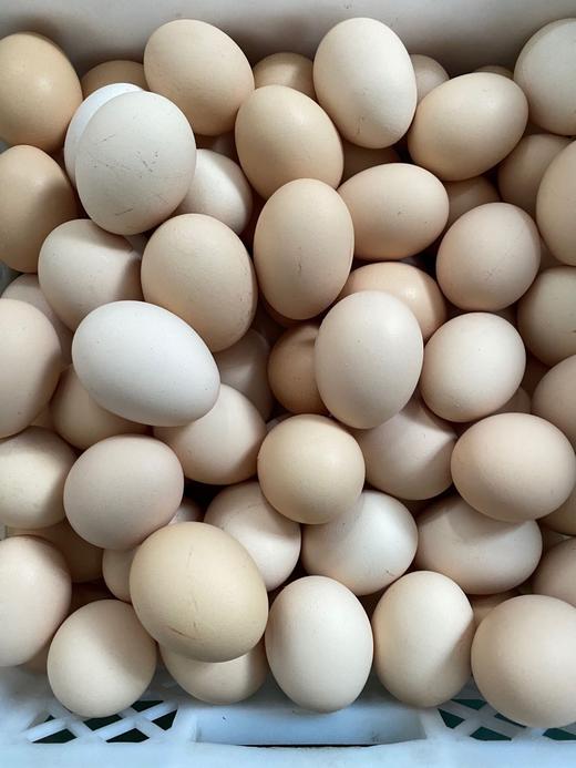 抄底价499元斤新鲜山鸡蛋