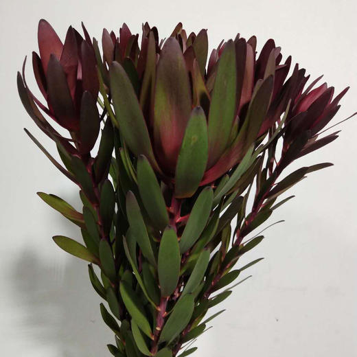 lzh-红色宽叶 木百合 5支 - 云花朵朵