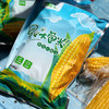【下单后48小时发货】早安大苞米·东北黄金香糯玉米 10根装 200g左右/根 软糯可口 口感香甜 老少皆宜 不可以开袋即食哦！需要蒸熟或者煮熟吃！ 商品缩略图13
