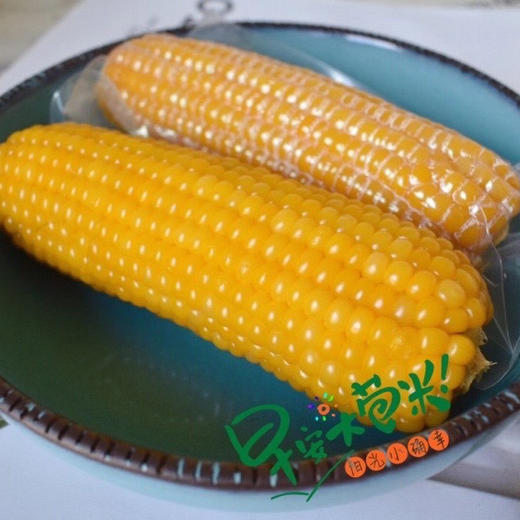 【下单后48小时发货】早安大苞米·东北黄金香糯玉米 10根装 200g左右/根 软糯可口 口感香甜 老少皆宜 不可以开袋即食哦！需要蒸熟或者煮熟吃！ 商品图10