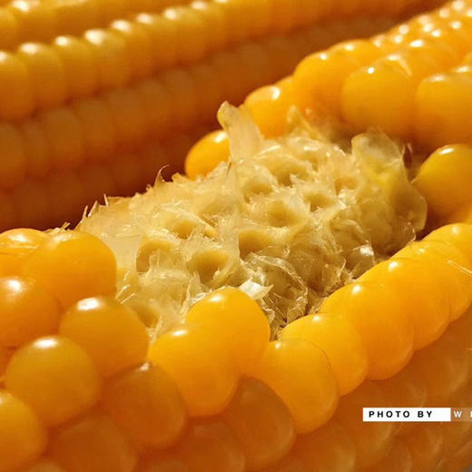 【下单后48小时发货】早安大苞米·东北黄金香糯玉米 10根装 200g左右/根 软糯可口 口感香甜 老少皆宜 不可以开袋即食哦！需要蒸熟或者煮熟吃！ 商品图5