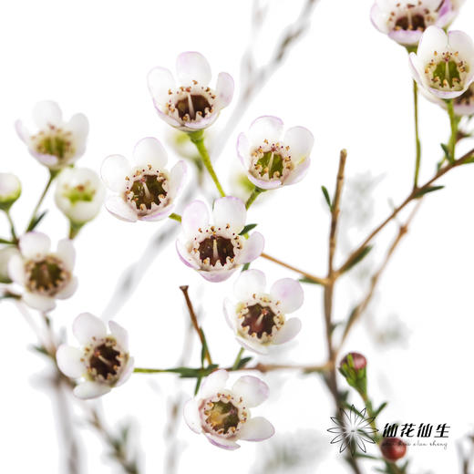 配花 | 平头腊梅白色 商品图4