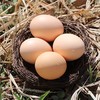 【深州桃园柴鸡蛋】30枚/箱    果林散养、杂粮辅饲、鲜香滑润、蛋香纯正 商品缩略图0