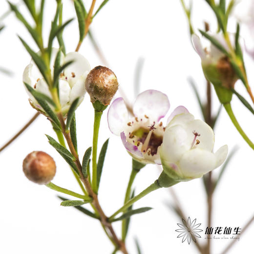 配花 | 平头腊梅白色 商品图3