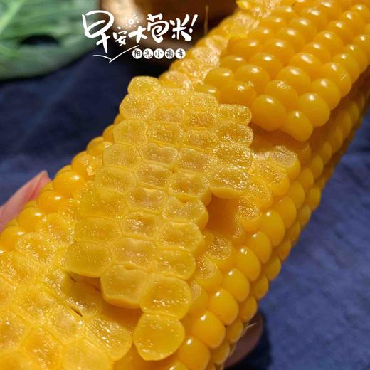 【下单后48小时发货】早安大苞米·东北黄金香糯玉米 10根装 200g左右/根 软糯可口 口感香甜 老少皆宜 不可以开袋即食哦！需要蒸熟或者煮熟吃！ 商品图4