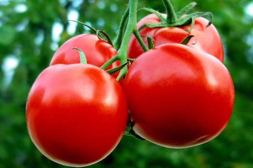 春茬蔬菜如何早上市 商品图0