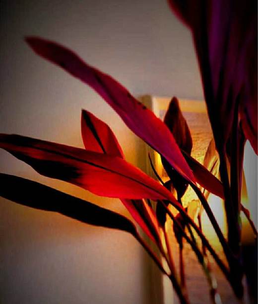 【红红火火红朱焦.第二件减10元】5支/份  长度约70-80cm 只要有水就可以一直养 商品图2