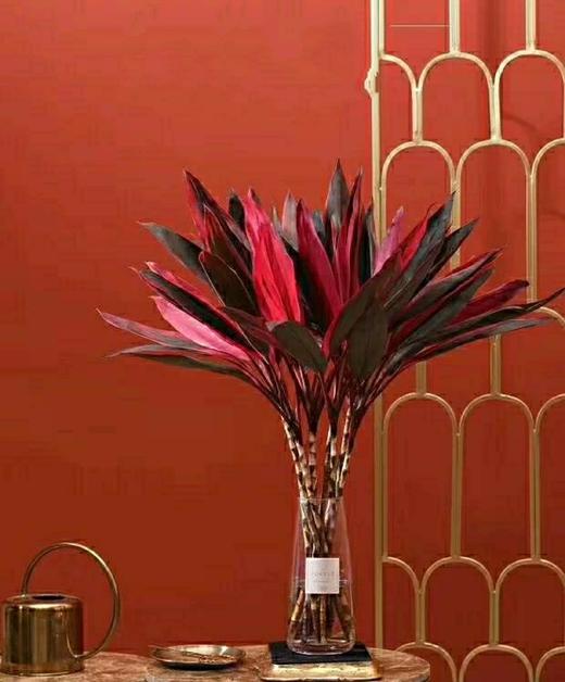 【红红火火红朱焦.第二件减10元】5支/份  长度约70-80cm 只要有水就可以一直养 商品图3