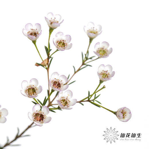 配花 | 平头腊梅白色 商品图2