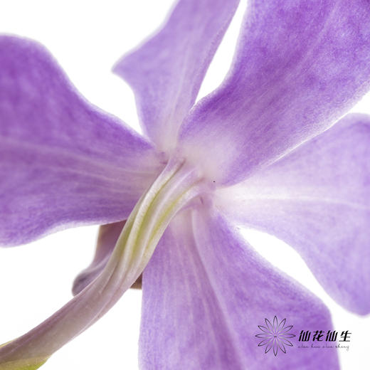 兰花 | 千代兰浅紫 商品图1