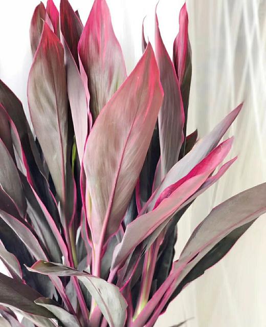 【红红火火红朱焦.第二件减10元】5支/份  长度约70-80cm 只要有水就可以一直养 商品图6