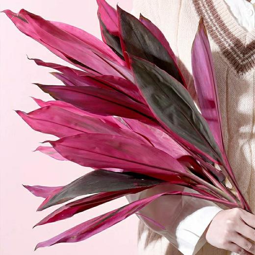 【红红火火红朱焦.第二件减10元】5支/份  长度约70-80cm 只要有水就可以一直养 商品图1