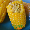 【下单后48小时发货】早安大苞米·东北黄金香糯玉米 10根装 200g左右/根 软糯可口 口感香甜 老少皆宜 不可以开袋即食哦！需要蒸熟或者煮熟吃！ 商品缩略图8