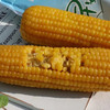 【下单后48小时发货】早安大苞米·东北黄金香糯玉米 10根装 200g左右/根 软糯可口 口感香甜 老少皆宜 不可以开袋即食哦！需要蒸熟或者煮熟吃！ 商品缩略图6