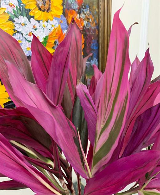 【红红火火红朱焦.第二件减10元】5支/份  长度约70-80cm 只要有水就可以一直养 商品图5