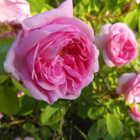 千叶玫瑰精油 美白回春 花中之后 心轮用油 水蒸气蒸馏