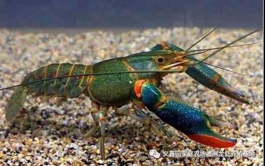澳洲小蓝龙虾图片