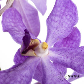 兰花 | 千代兰浅紫