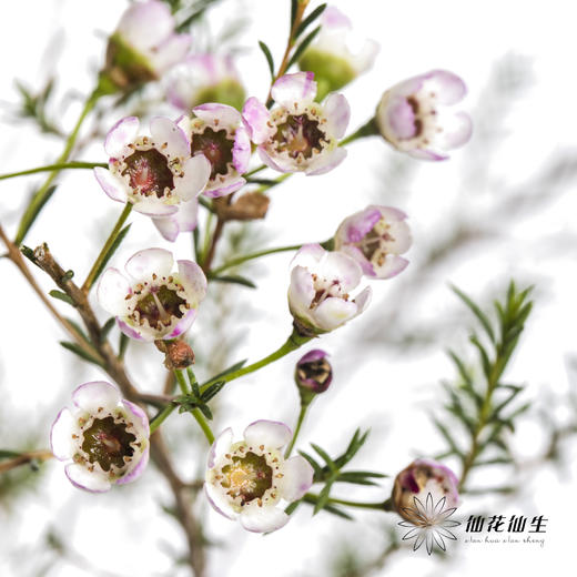 配花 | 平头腊梅白色 商品图5