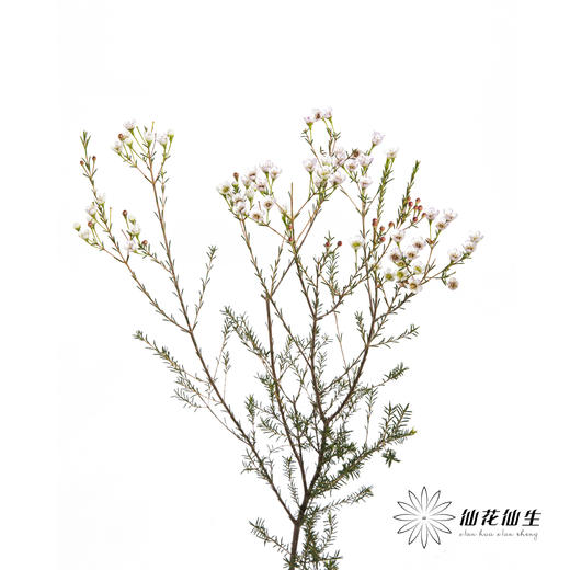 配花 | 平头腊梅白色 商品图1