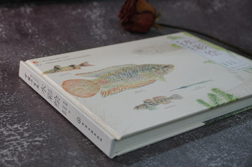 中国原生鱼水彩绘