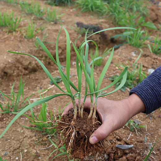 韭菜秧苗1抔