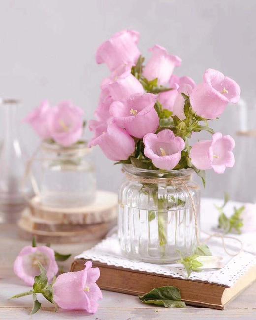 【读本鲜花】风铃花39元/扎中通包邮(下单请备注颜色)