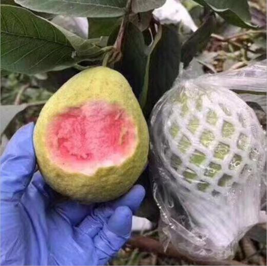 福建红心芭乐，果味清香，果肉细腻，软糯香甜 商品图5
